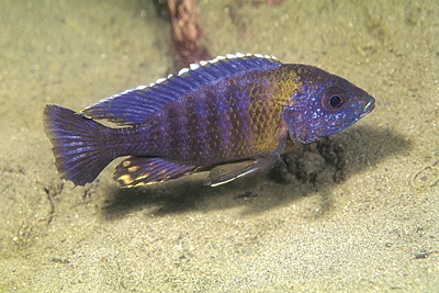 Aulonocara saulosi 'Narungu'